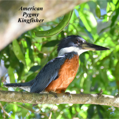 American Pygmy Kingfisher